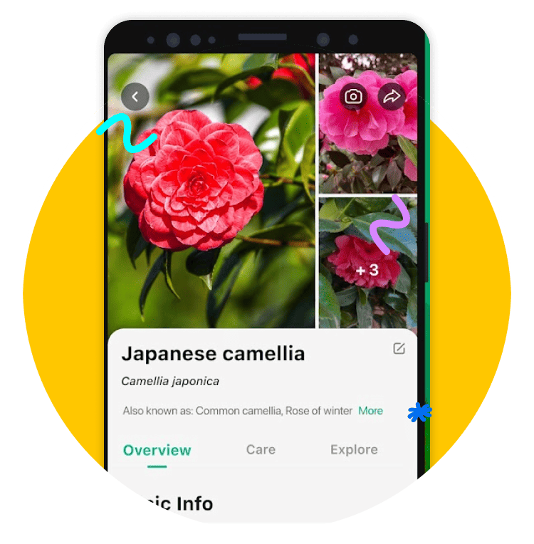 Accurate Plant Identifier