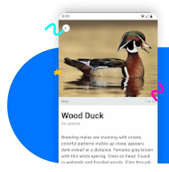 Comprehensive Global Bird Packs